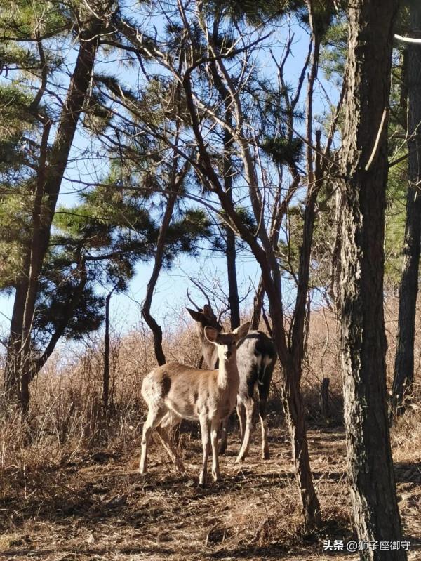 休假~蓮花山鹿篇 休假~蓮花山鹿篇