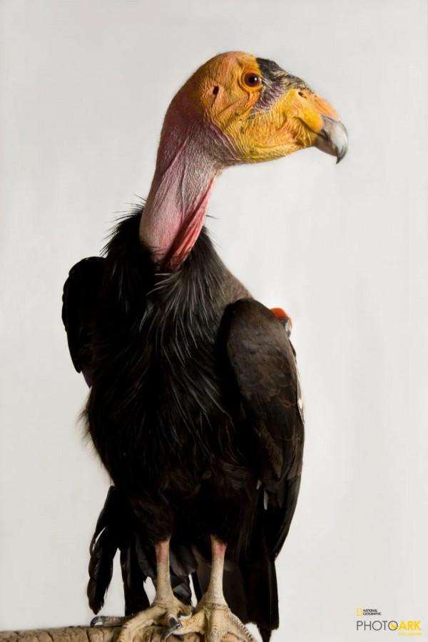 北美最大的鳥，竟然不需要“男的”了？