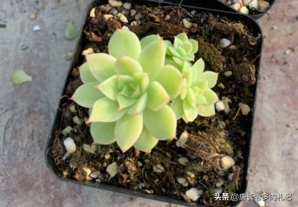 知道1-2釐米高的小多肉怎麼養嗎？養不好它們會長成&OpenCurlyDoubleQuote;豆芽菜&rdquo;哦