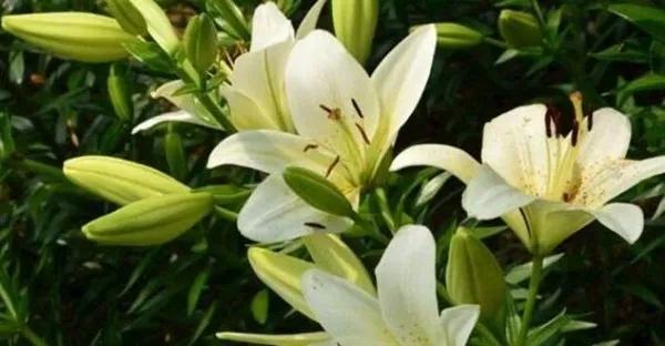 家裡別養帶毒花，對大人小孩都不好