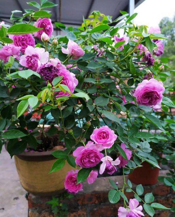 7種“吉利花”，冷天“扦插”更合適，溫度合適“利於”生根