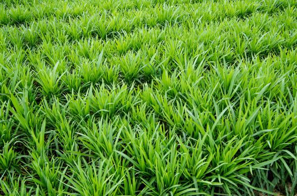 農村五種不生蟲“懶人蔬菜”，簡單易種，種一茬連續吃幾年多好