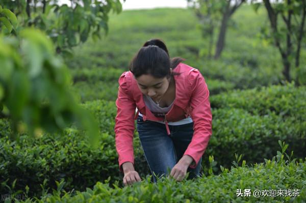 為什麼我特別不願意親戚從我這裡買茶