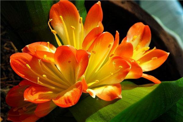 立冬後，這3種花卉愛“喝油”，兩週喂一次，花開滿枝頭