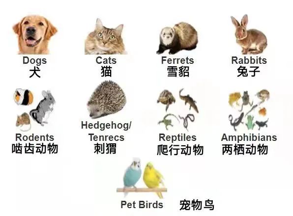 【動植物檢疫】寵物入境美國指南