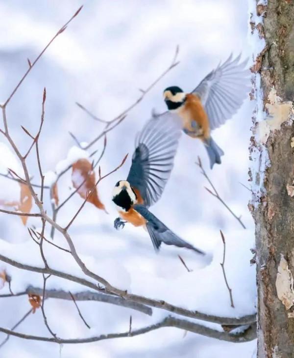 100幅美麗的鳥圖欣賞