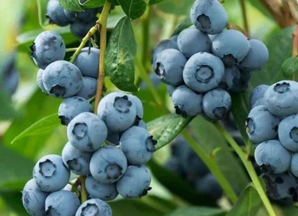 陽臺種盆藍莓，南北方都能種，好養還耐寒