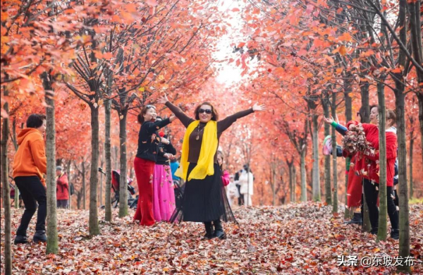 畫面太美！這裡的楓葉紅了 一定要去打卡喲～