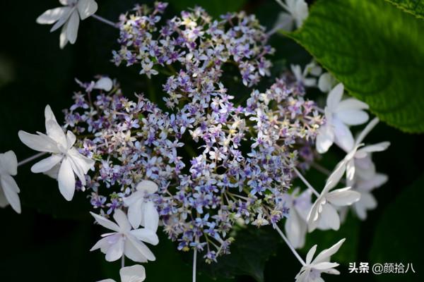 冬日裡依舊盛開的大花繡球，白色天使 | 園丁