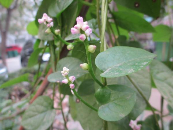 豆腐菜裡沒豆腐?農村4種名不副實的豆腐菜,你見過哪種? 豆腐菜裡沒豆腐?農村4種名不副實的豆腐菜,你見過哪種?