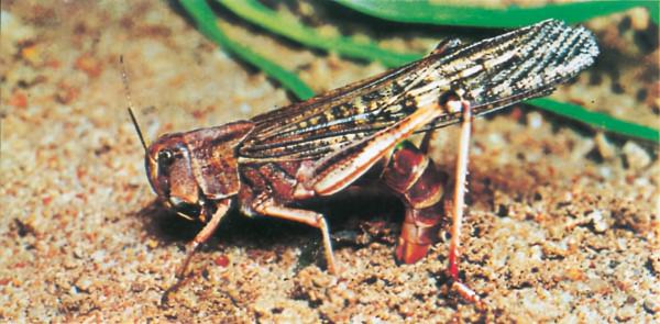 漢字探源：漢（漢）本義是什麼？