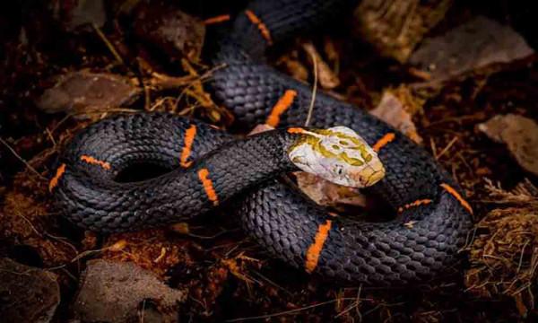 以白素貞命名毒蛇是誰？除了它，我國還有著哪些罕見的毒蛇呢？