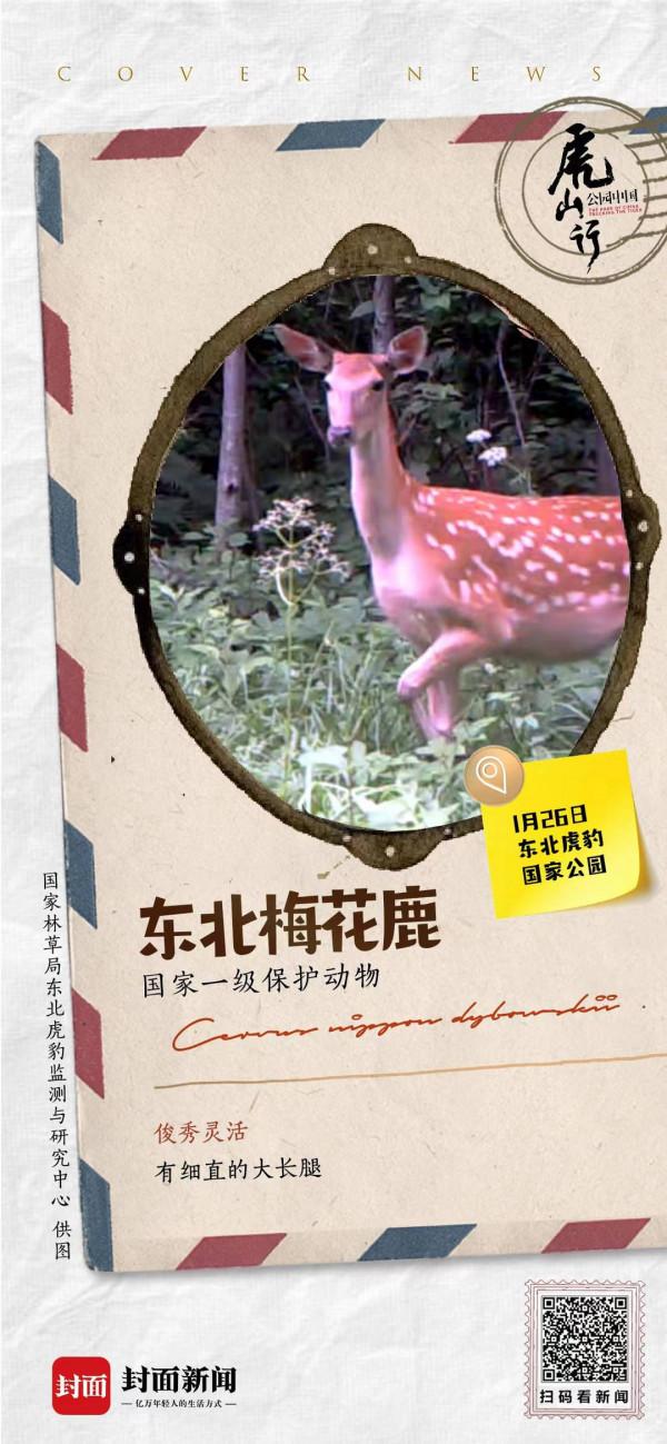 俊秀靈活的東北梅花鹿 展示著它的大長腿 | 來自東北虎豹國家公園的明信片