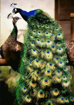 人生最美幾何時 看見孔雀和鳳凰 雙福來襲