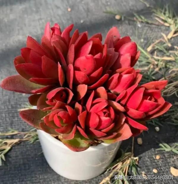 冬天是多肉的天下,不要錯過這4種肉肉,輕鬆一養就很美 冬天是多肉的天下,不要錯過這4種肉肉,輕鬆一養就很美