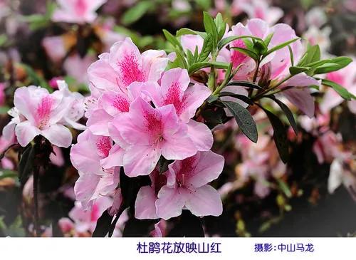 十二月生每個月對應的十二種生日花