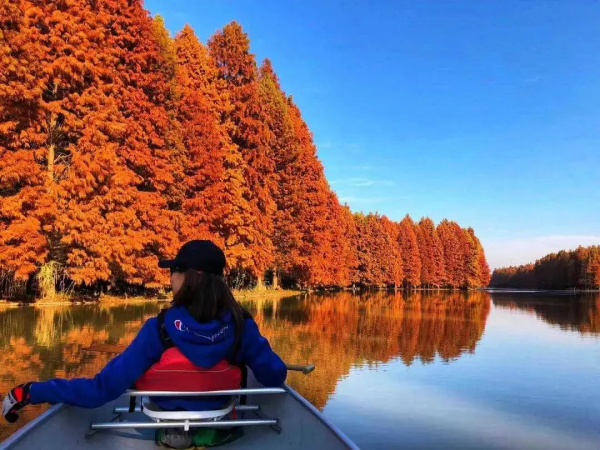 魔都醉美紅杉林，冬日大片必打卡