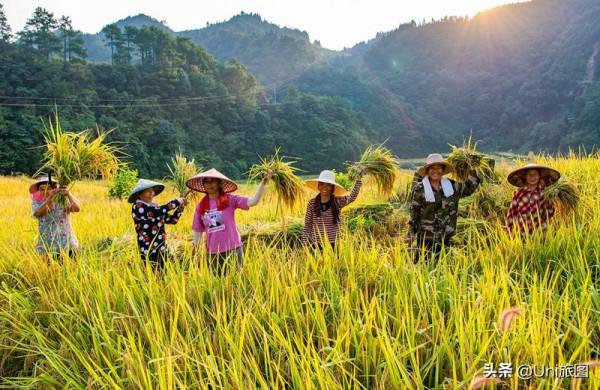今日秋分 | 豐收的季節來了，金色田野惹人醉