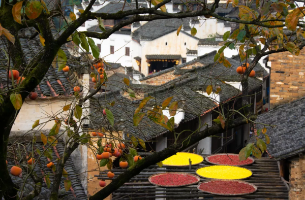 官宣清零！出遊有望！搭上12月末班車，去看看古楓成林的浪漫秋色