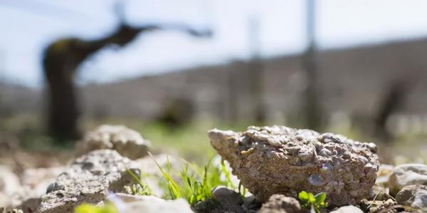 不可不知的夏布利7大特級園