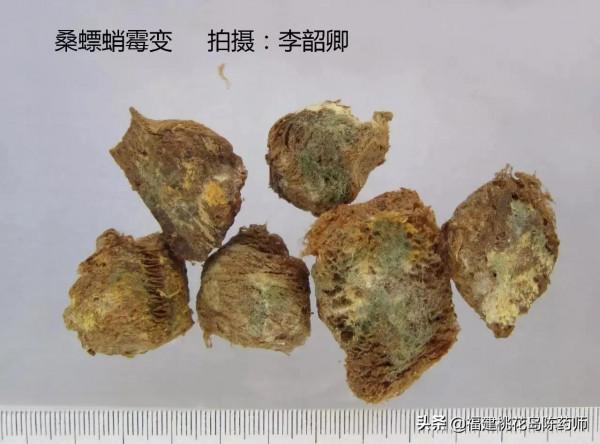 分享李紹卿老師拍攝的三十四種動物藥