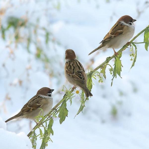簡直太美了,雪中的鳥兒 簡直太美了,雪中的鳥兒