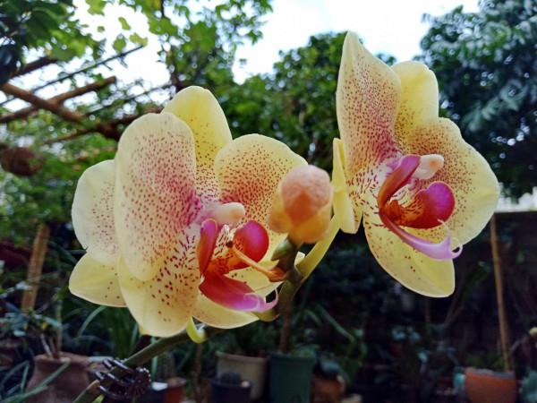 #陽臺小花園#又添新品種