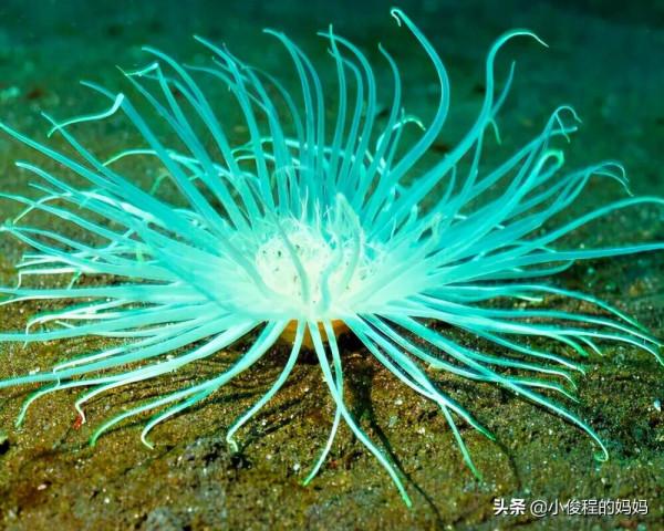 海底的美嬌娘&OpenCurlyDoubleQuote;海葵&rdquo;，舞動的精靈
