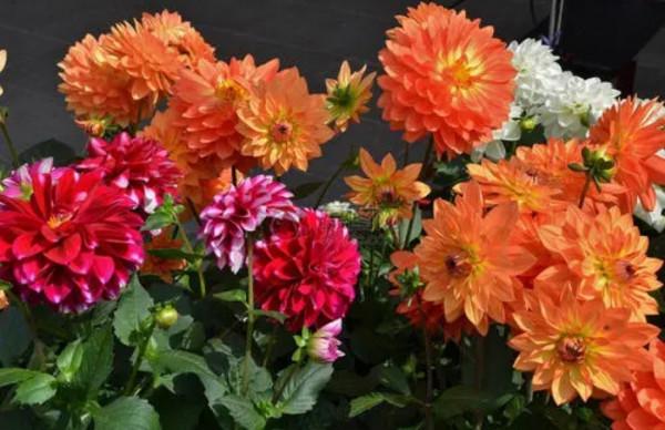 5種花會有“假死現象”，枝葉枯萎也別扔，還能再次生長開花