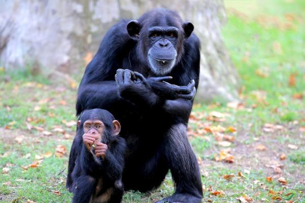 親生的比不上收養的？動物界的收養行為，其實跟“善良”搭不上邊