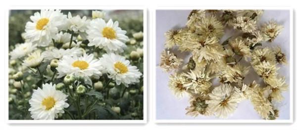 延壽客——菊花的藥用功效