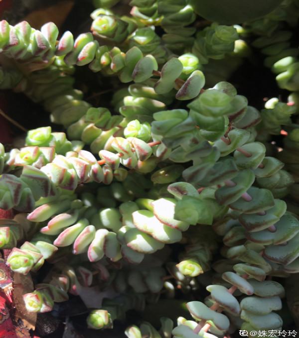 人氣超高的多肉，養過了，才知道為啥迷人