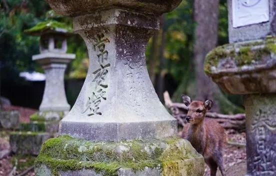 奈良訪鹿筆記:原始森林、若草山上的神鹿是什麼樣的? 奈良訪鹿筆記:原始森林、若草山上的神鹿是什麼樣的?