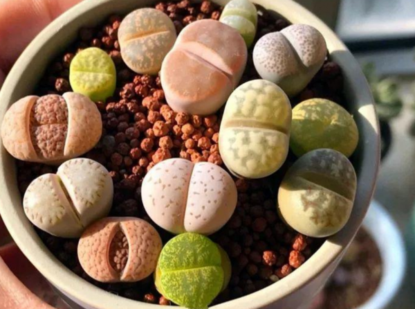 養蛻皮中的石生花,做好這4件事,才是名副其實的“富貴玉” 養蛻皮中的石生花,做好這4件事,才是名副其實的“富貴玉”