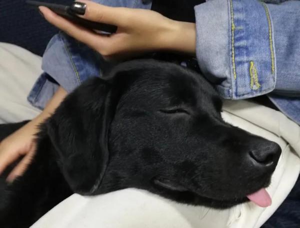 #養一條拉布拉多是種什麼體驗？#