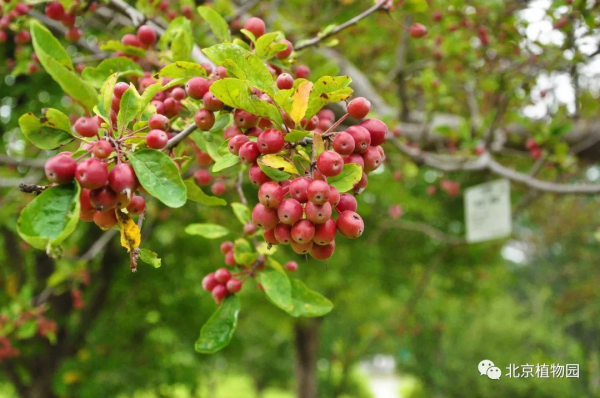 春華秋實,賞海棠紅果正當時~ 春華秋實,賞海棠紅果正當時~