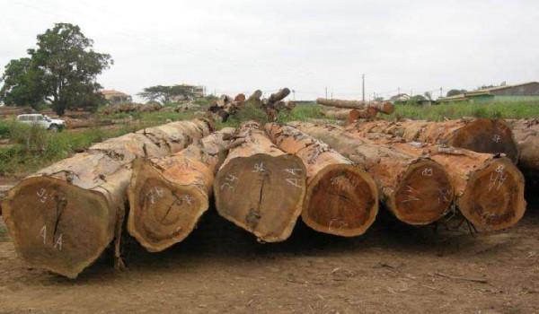 關於北美黑胡桃、北美櫻桃木、北美橡木、黃花梨等特點