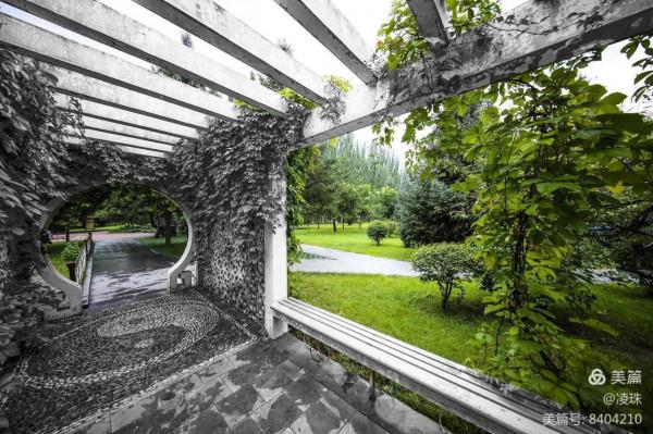 平朔公園的爬山虎