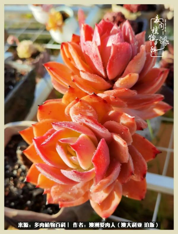 多肉變胖純屬正常,我的變胖卻是工傷 多肉變胖純屬正常,我的變胖卻是工傷