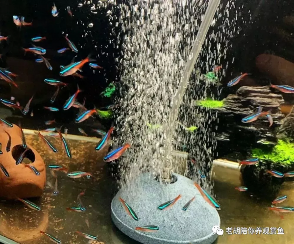 魚缸是否必須要加氣泵 魚缸是否必須要加氣泵