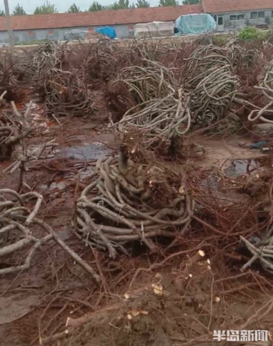 百味人生|桃園結“椅”!15年,他在地裡種出700把椅子!萊西果農這項絕活還拿下了國家專利 百味人生|桃園結“椅”!15年,他在地裡種出700把椅子!萊西果農這項絕活還拿下了國家專利