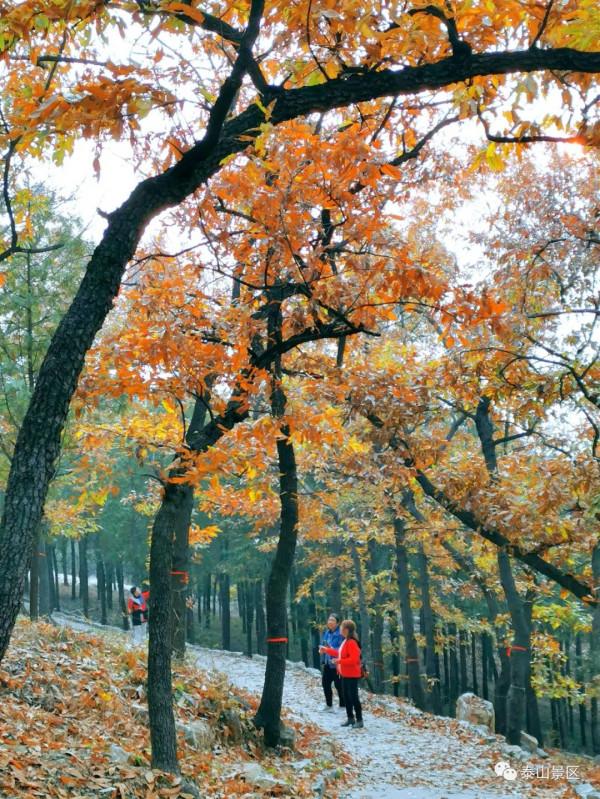 週末好去處，賞秋網紅打卡地！
