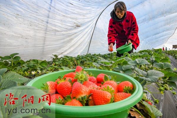 偃師區翟鎮鎮：果蔬大棚喜獲豐收 特色種植助推振興「組圖」