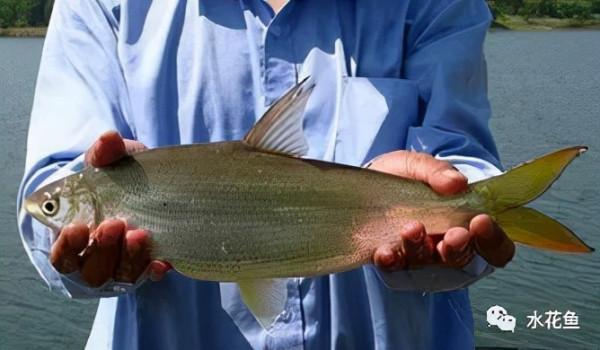 水生動物圖文欣賞(5)——四大主要食性魚類與五小類食性魚類 水生動物圖文欣賞(5)——四大主要食性魚類與五小類食性魚類