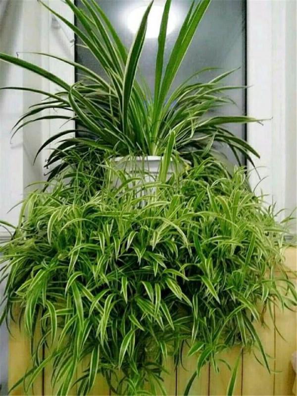 家裡光照少,可以養12種“陰性花”,“半陰地”更利於生長 家裡光照少,可以養12種“陰性花”,“半陰地”更利於生長