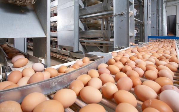 蛋價、蒜價危機四伏,草魚走高,豬肉一斤漲3元,農產品還漲嗎 蛋價、蒜價危機四伏,草魚走高,豬肉一斤漲3元,農產品還漲嗎