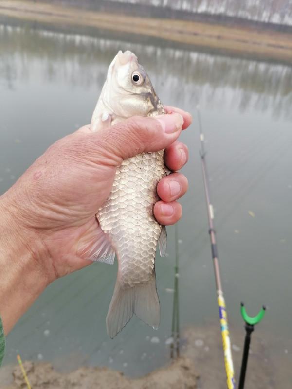 冬季怎麼釣魚，用餌和抓魚吃口才是關鍵