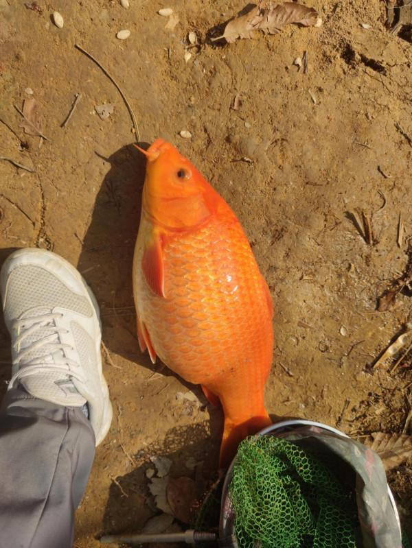 紅鯉魚躍龍門咯