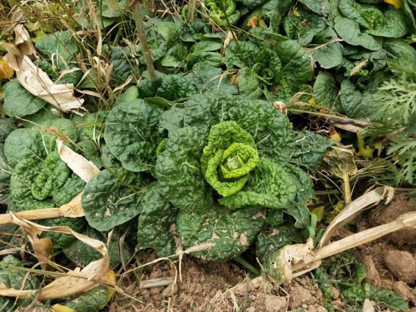 一種耐寒的蔬菜，做好5方面，安全過冬，春季蔬菜摘不完