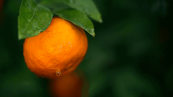 中秋佳節去哪？讓我們相約一起到上井坎摘“紅美人”吧……